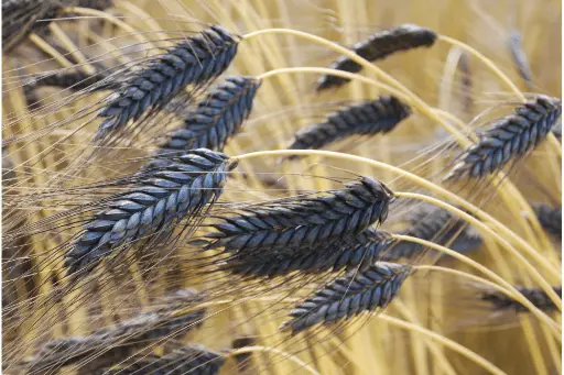 Black wheat crops