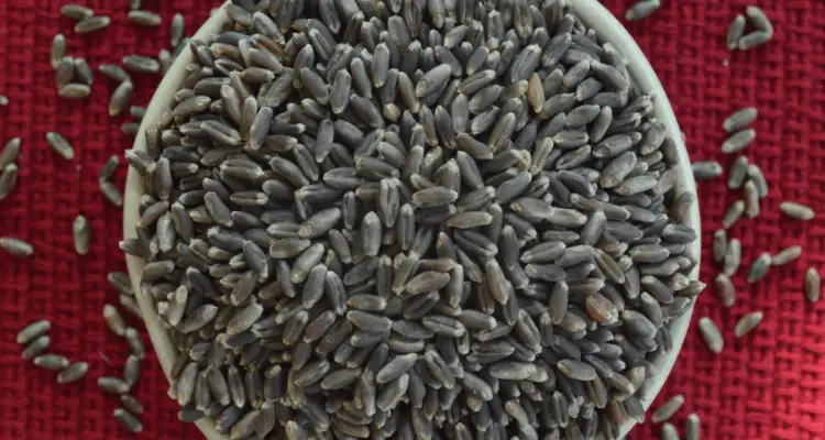 Black wheat in bowl