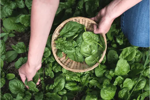 Person picking spinach in garden