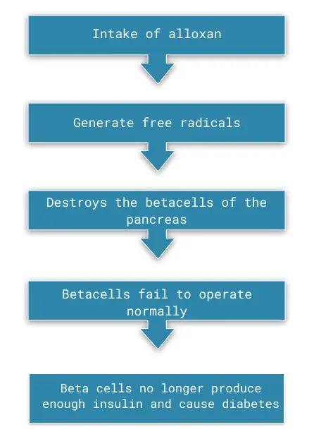 Alloxan effect on diabetes