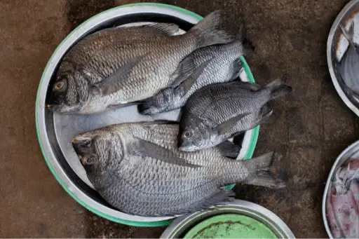 Catla fish in plate