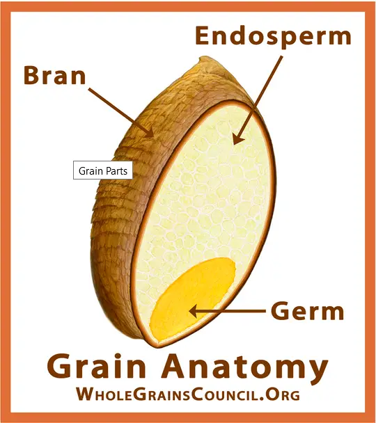 Wheat grain parts